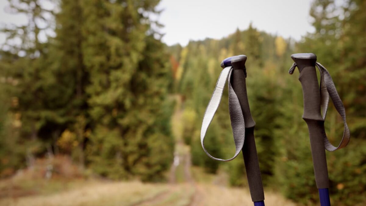 Trekking Poles in Forest close up