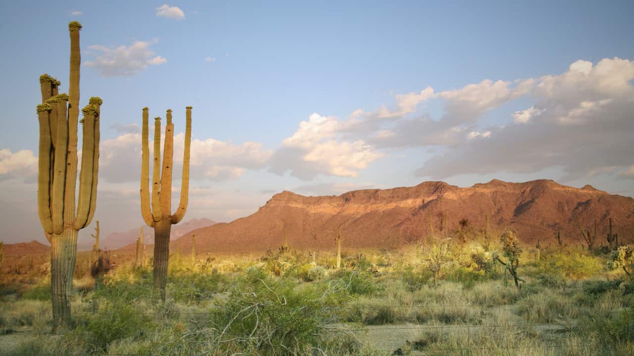 Heat Acclimation Desert Ultras